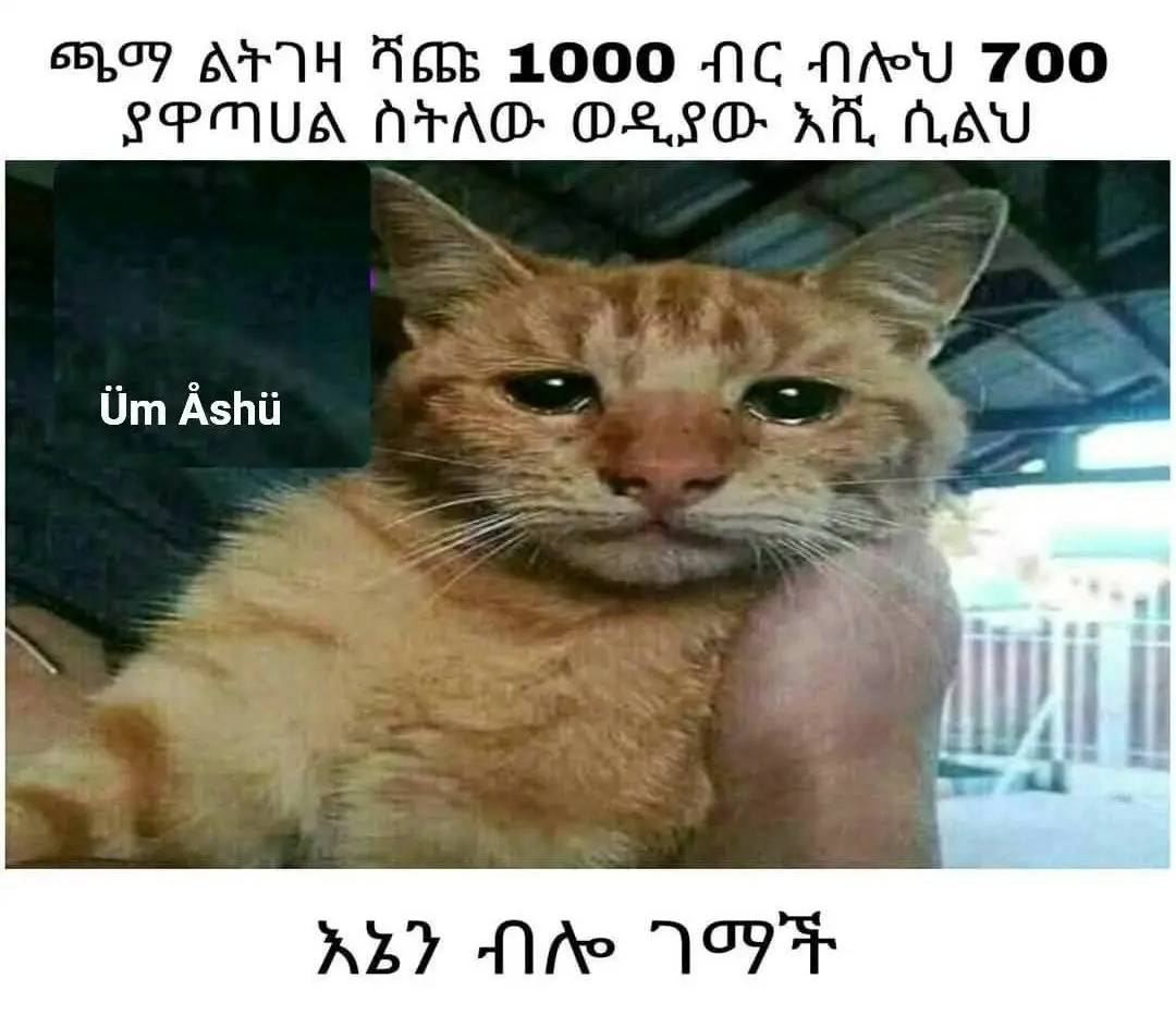 a cat with a capt that says it is a cat